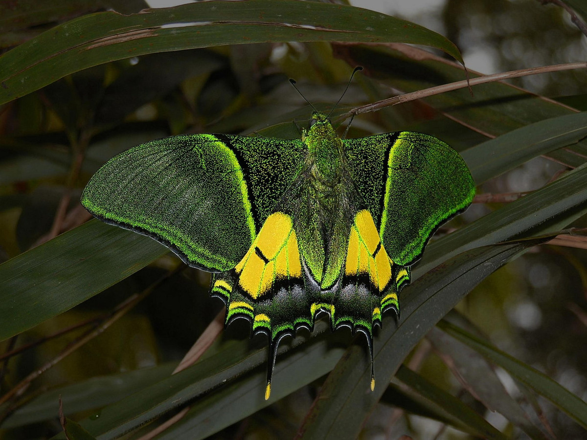 Về mặt sinh thái, bướm cái của loài này đẻ trứng ở mặt trên lá loài Magnolia campbelli. Sau khi nở, ấu trùng di chuyển đến lá non để ăn. Ảnh: Go Yunnan.