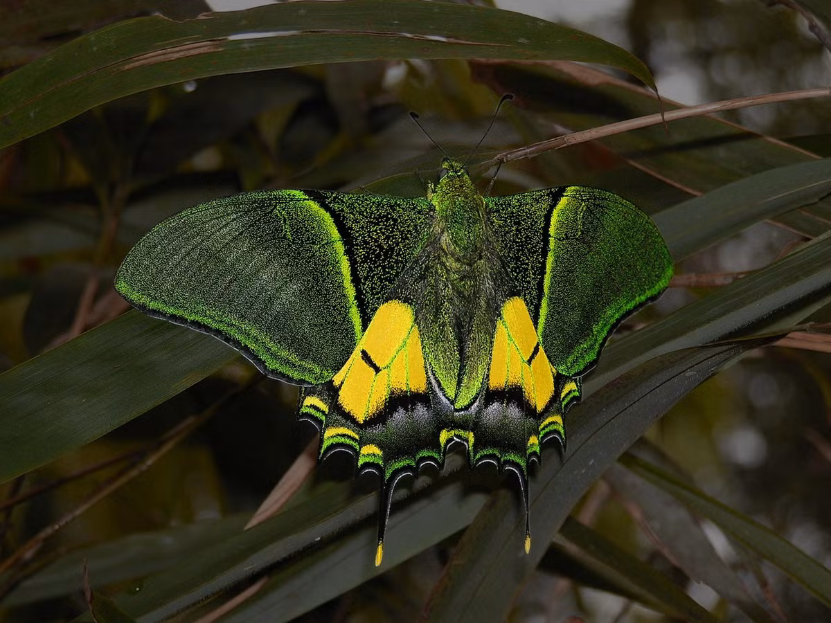 Về mặt sinh thái, bướm cái của loài này đẻ trứng ở mặt trên lá loài Magnolia campbelli. Sau khi nở, ấu trùng di chuyển đến lá non để ăn. Ảnh: Go Yunnan.