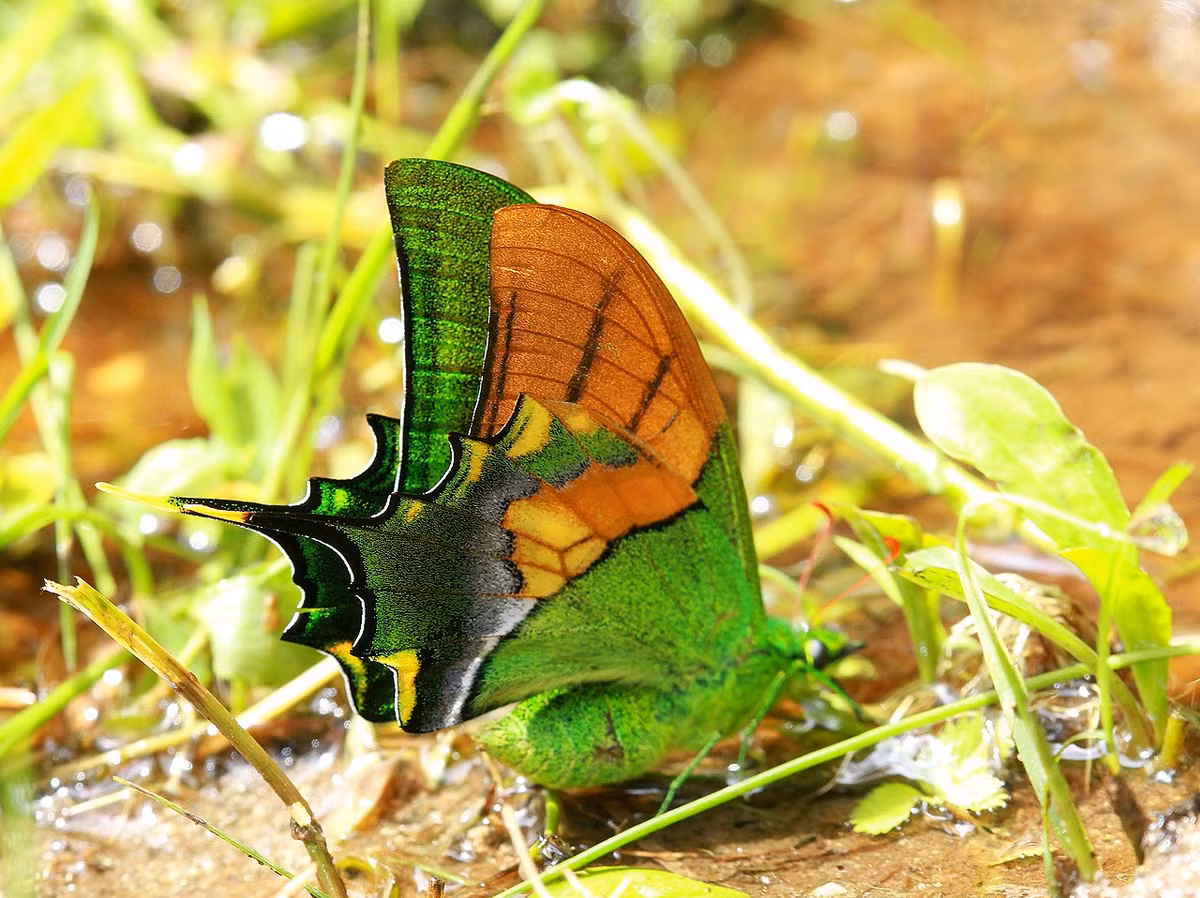 Một vài cá thể khác đã được tìm thấy ở đỉnh Ngọc Linh, đỉnh Chư Yang Sin, những đỉnh núi cao bậc nhất khu vực Tây Nguyên. Ảnh: Wikipedia.