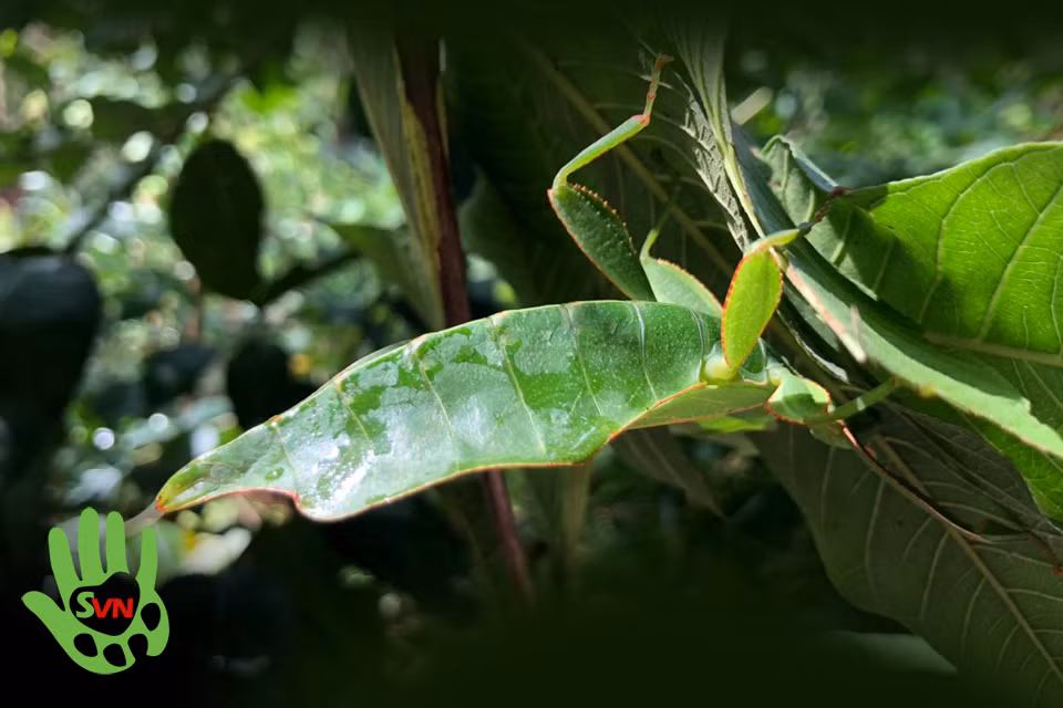 Loài côn trùng này đang đối diện với nguy cơ suy giảm số lượng bởi tình trạng phá rừng và hoạt động săn bắt để phục vụ như cầu sưu tầm côn trùng của nhiều người. Mức độ đe dọa trong Sách Đỏ Việt Nam: Sẽ nguy cấp (VU). Ảnh: Phùng Mỹ Trung / Vncreatures.net.