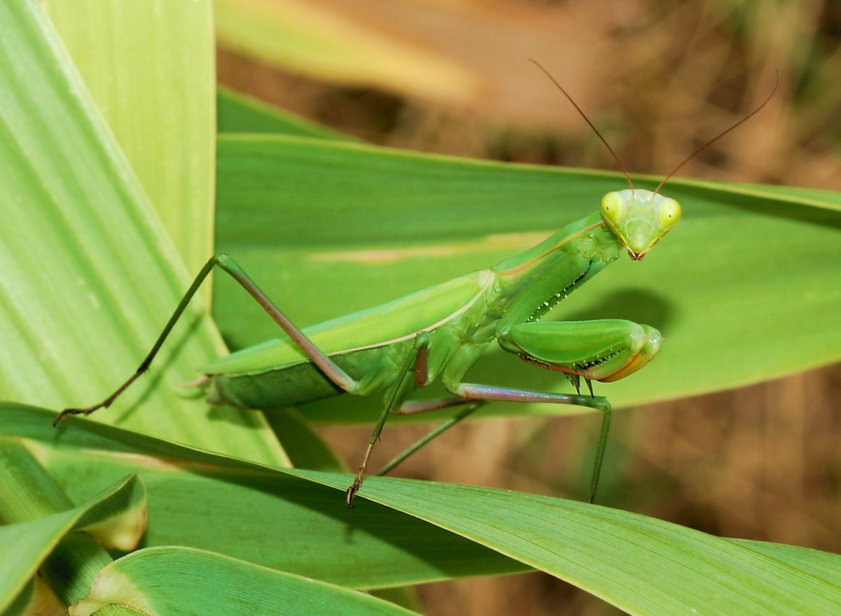 Bọ ngựa thông thường (Mantis religiosa) dài 40-80 mm, trước kia có thể bắt gặp trên khắp Việt Nam, nhưng ngày nay đã trở nên rất hiếm. Ảnh: Wikipedia.