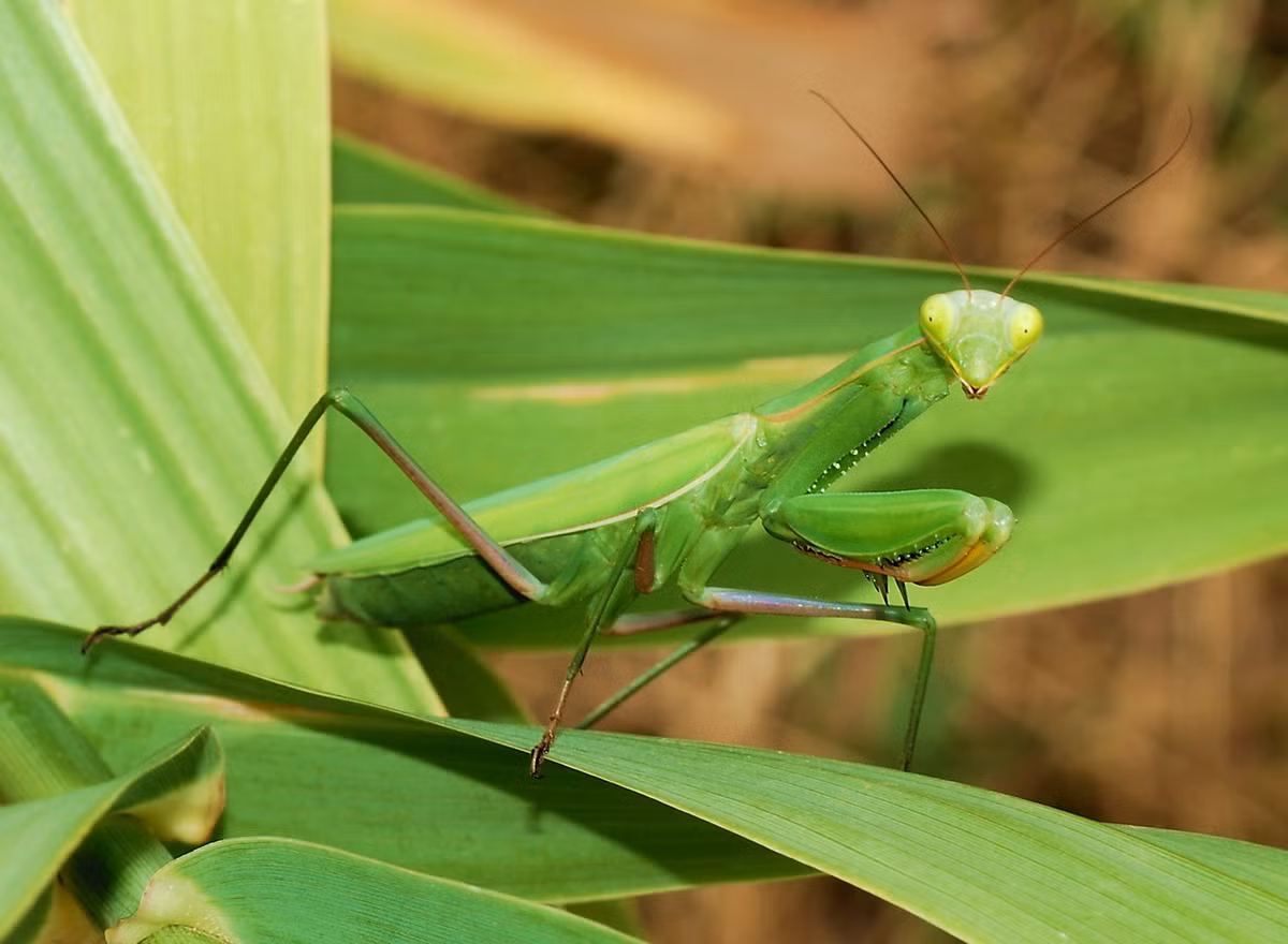 Bọ ngựa thông thường (Mantis religiosa) dài 40-80 mm, trước kia có thể bắt gặp trên khắp Việt Nam, nhưng ngày nay đã trở nên rất hiếm. Ảnh: Wikipedia.
