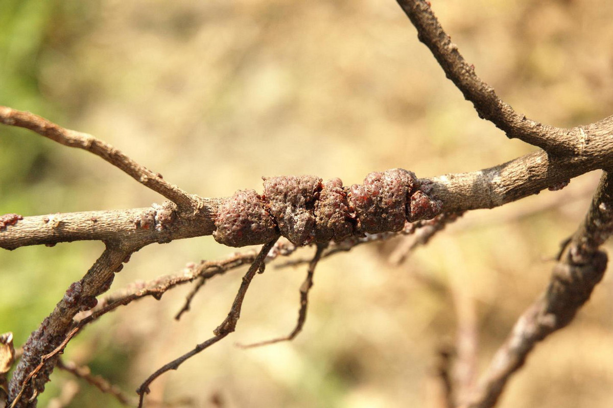 Sự phân bố cánh kiến đỏ ở Việt Nam ngày càng bị thu hẹp vì nghề nuôi cánh kiến đỏ suy thoái và rừng bị phá hủy. Mức độ đe dọa trong Sách Đỏ Việt Nam: Sẽ nguy cấp (VU). Ảnh: Invasive.org.