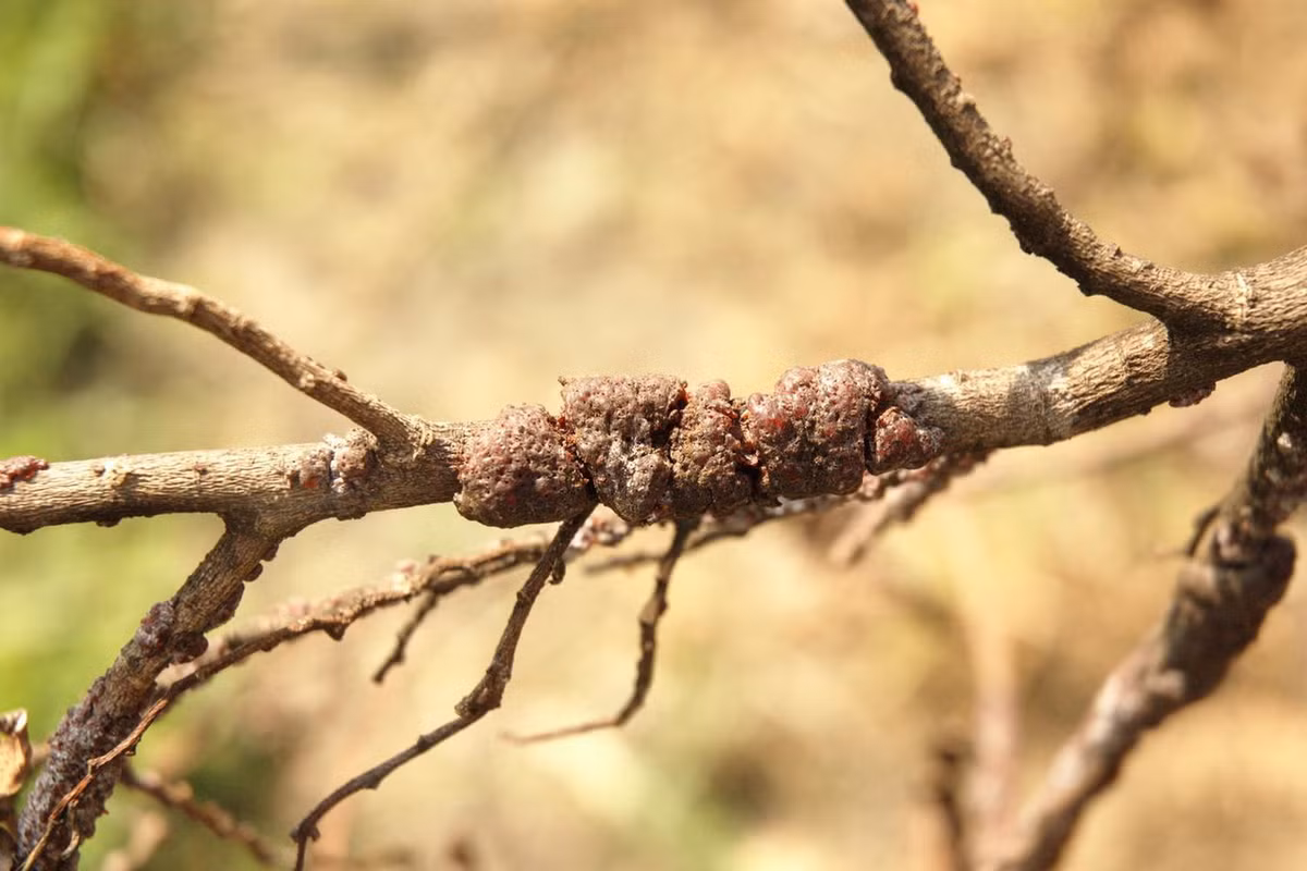 Sự phân bố cánh kiến đỏ ở Việt Nam ngày càng bị thu hẹp vì nghề nuôi cánh kiến đỏ suy thoái và rừng bị phá hủy. Mức độ đe dọa trong Sách Đỏ Việt Nam: Sẽ nguy cấp (VU). Ảnh: Invasive.org.