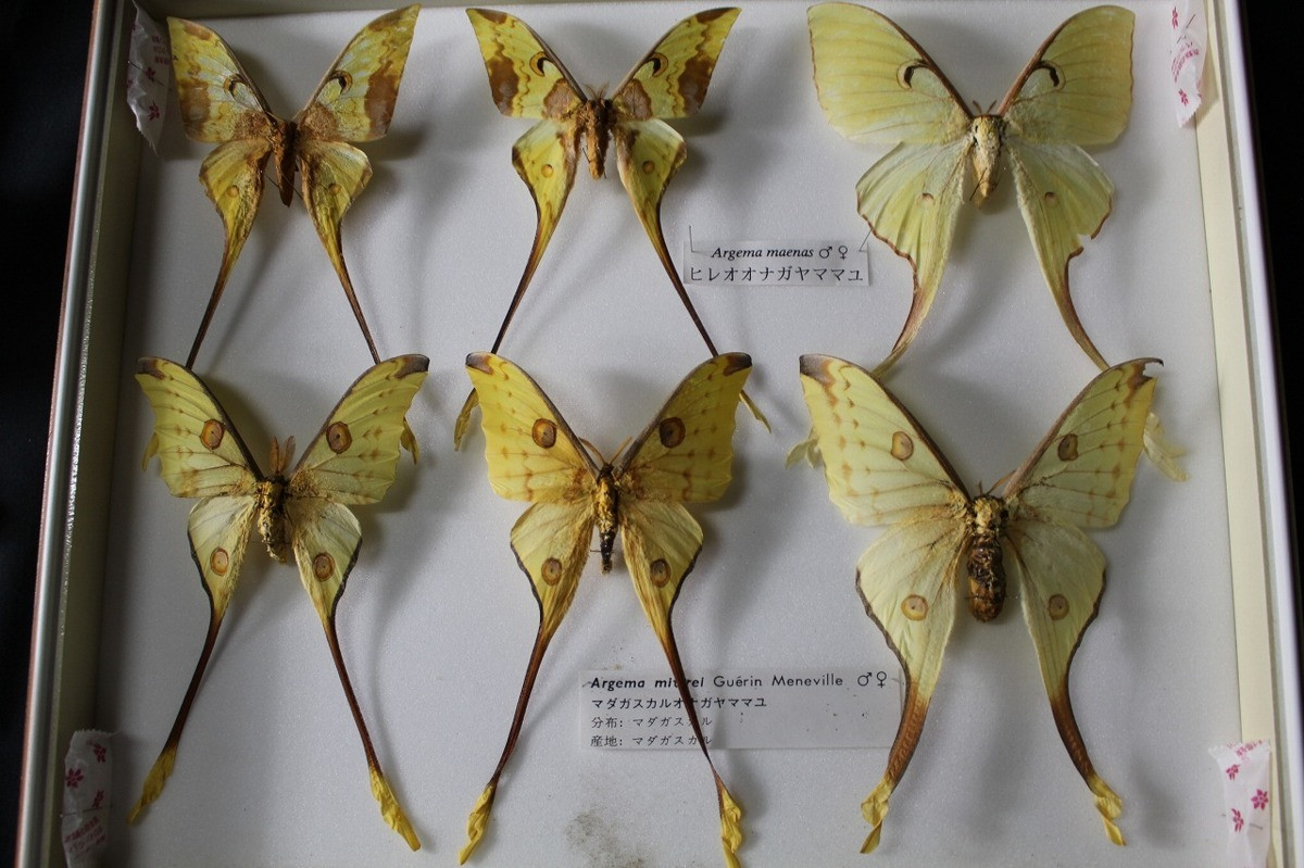 Do có diện mạo hấp dẫn, loài bướm này thường bị những người sưu tầm côn trùng tìm kiếm. Môi trường rừng mà chúng sinh sống cũng ngày càng bị thu hẹp. Mức độ đe dọa trong Sách Đỏ Việt Nam: Rất nguy cấp (CR). Ảnh: Aucview.