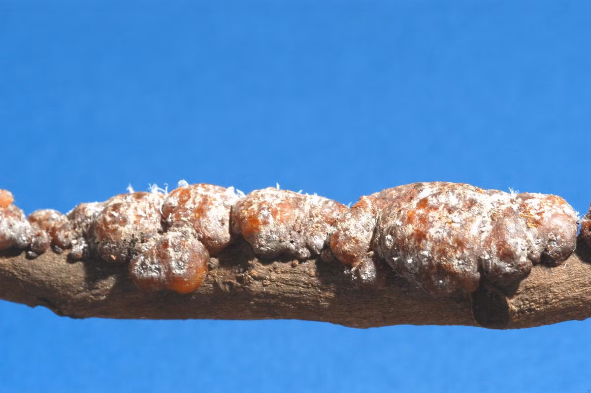 Cánh kiến đỏ (Kerria lacca) là một loài rệp sáp dài 1,5-5 mm, sống ký sinh trên cây, tiết ra thứ nhựa được coi là sản vật quý. Ở Việt Nam, chúng được ghi nhận ở các vùng núi từ Bắc vào Nam. Ảnh: Wikipedia.