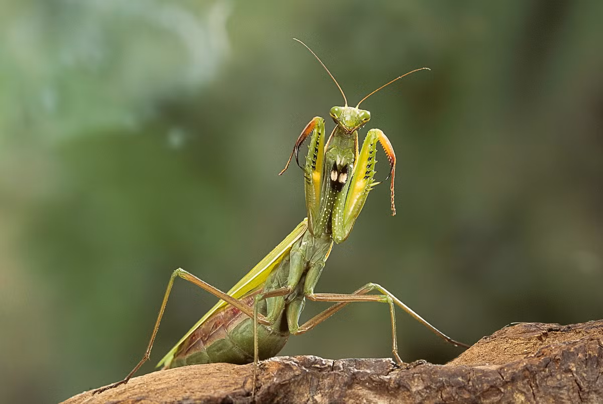 Hiểm họa chính đối với sự tồn vong loài côn trùng này là việc lạm dụng thuốc trừ sâu và săn bắt làm dược liệu, biến đổi môi trường... Mức độ đe dọa trong Sách Đỏ Việt Nam: Sẽ nguy cấp (VU). Ảnh: BBC Wildlife Magazine.