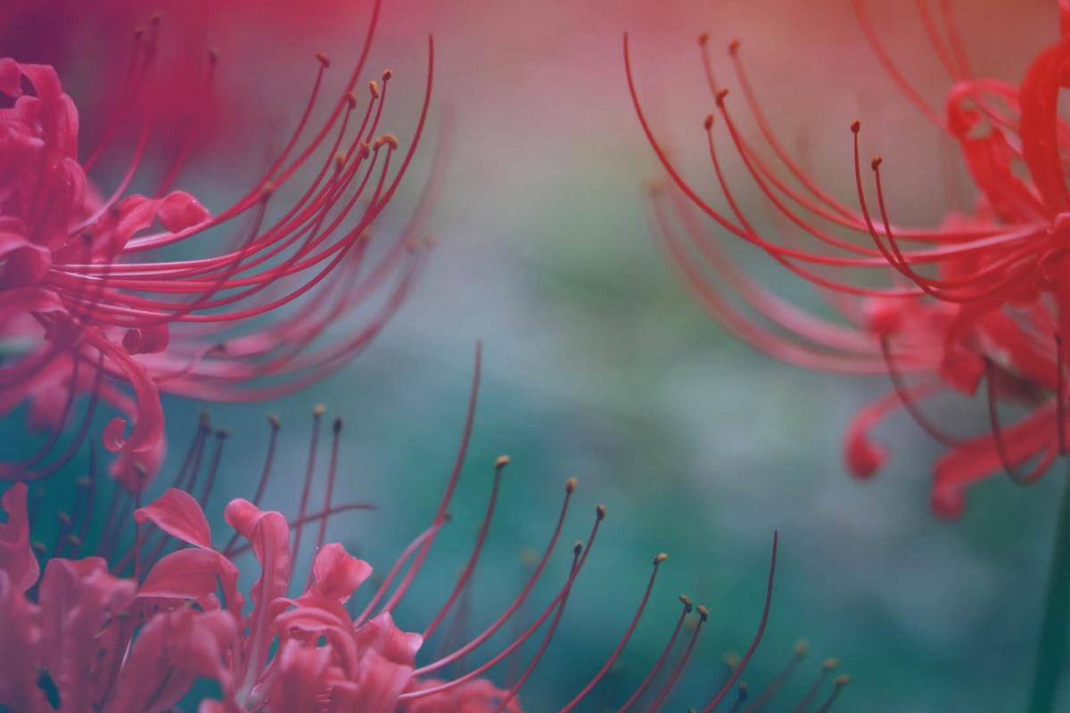 Ngoài ra, tùy từng nền văn hóa mà hoa bỉ ngạn lại mang một ý nghĩa khác nhau. Ở Nhật Bản là "hồi ức đau thương", ở Triều Tiên là "nhớ về nhau", ở Trung Quốc là "ưu mỹ thuần khiết". Ảnh: Wuhan University.