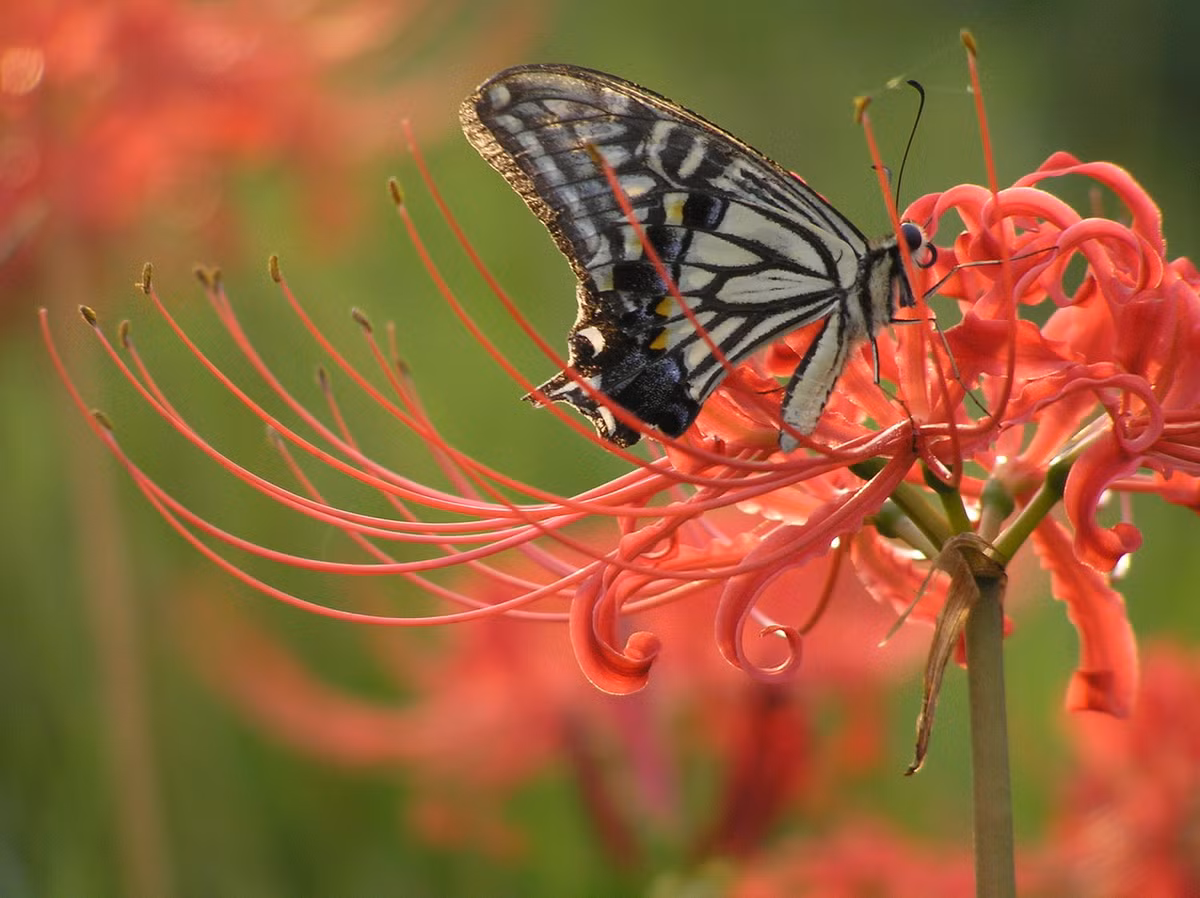 Ngày nay, hoa bỉ ngạn được trồng làm cảnh ở nhiều nơi trên thế giới với tên gọi thông dụng là hoa ly nhện đỏ (red spider lily). Ở Việt Nam, loài cây hoa này vẫn chưa được trồng nhiều. Ảnh: Wikipedia.