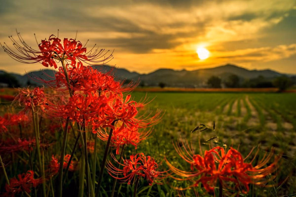 Trong tự nhiên, bỉ ngạn mọc hoang trên những triền đồi, đôi bờ sông, ven đường đi, bờ ruộng và nghĩa địa. Chúng cũng được trồng làm cảnh ven các con đường, trong vườn, công viên. Ảnh: Petal Republic.