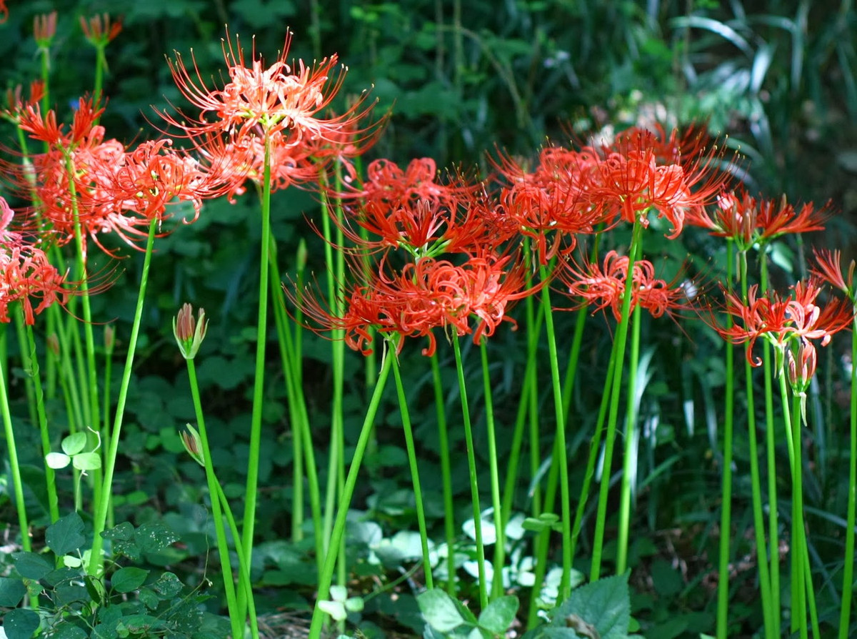 Loài cây này ưa thích môi trường ấm áp nhưng không chịu được nắng gắt. Chúng thường được trồng ở những khu vực có hệ thống thoát nước tốt để có thể phát triển khỏe mạnh. Ảnh: Daniel's Pacific NW Garden.