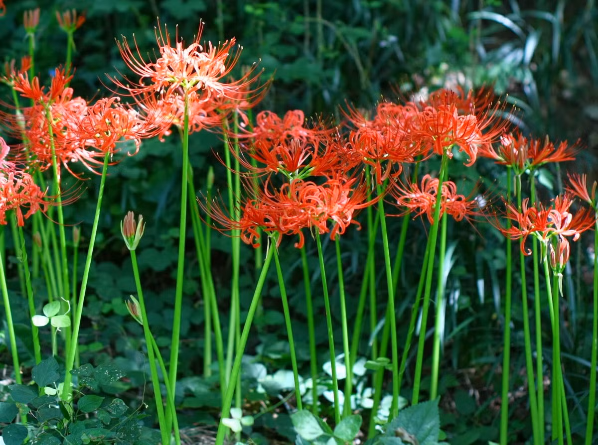 Loài cây này ưa thích môi trường ấm áp nhưng không chịu được nắng gắt. Chúng thường được trồng ở những khu vực có hệ thống thoát nước tốt để có thể phát triển khỏe mạnh. Ảnh: Daniel's Pacific NW Garden.