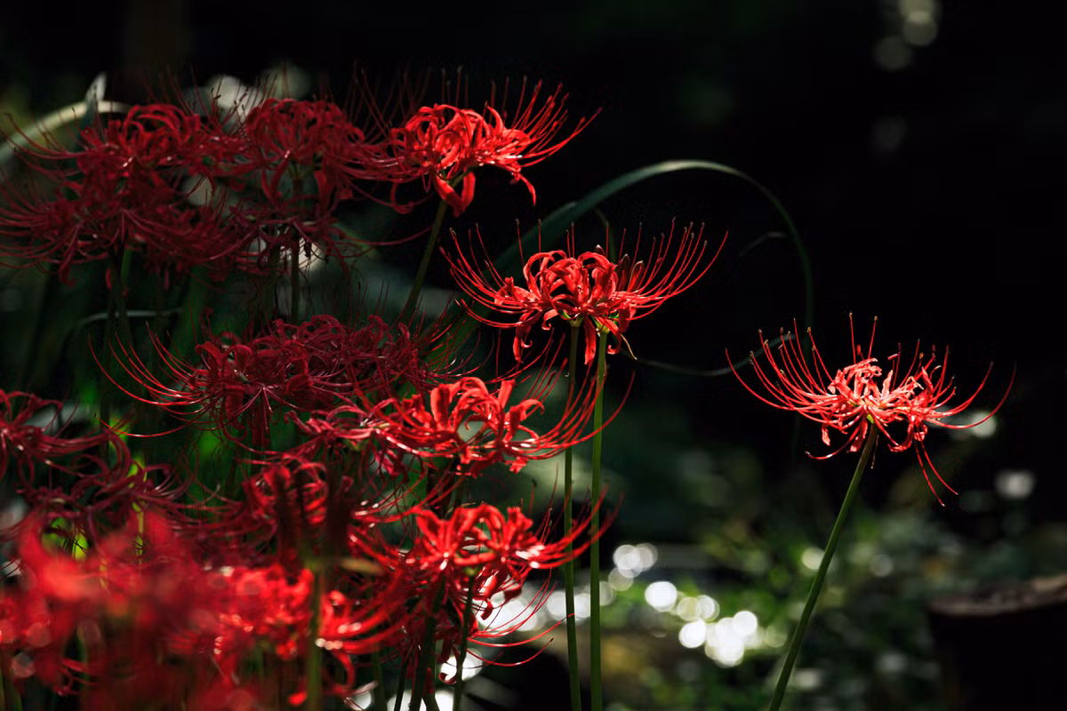 Vì vậy mà có niềm tin rằng nơi hoa bỉ ngạn trổ bông là cửa ngõ để đi vào thế giới của những người đã chết, hoặc loài hoa này là nơi trú ngụ của các linh hồn. Ảnh: Savvy Tokyo.