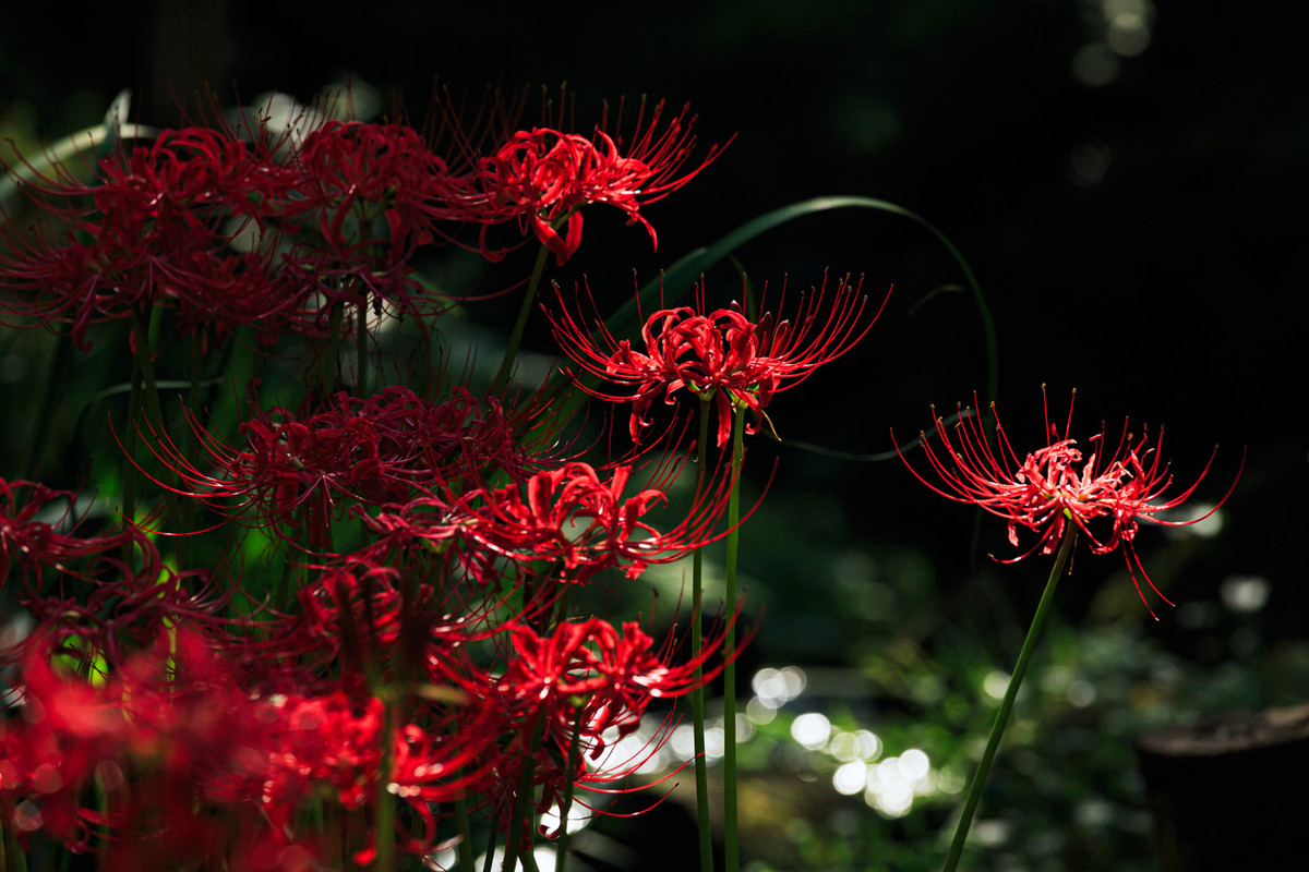 Vì vậy mà có niềm tin rằng nơi hoa bỉ ngạn trổ bông là cửa ngõ để đi vào thế giới của những người đã chết, hoặc loài hoa này là nơi trú ngụ của các linh hồn. Ảnh: Savvy Tokyo.