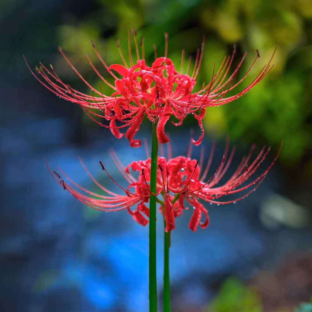 Hoa bỉ ngạn nở hoa trùng với tiết thu phân (khoảng 22-24/9). Đây cũng là thời gian mà theo quan niệm dân gian Á Đông, người sống có thể đi vào thế giới của người chết để gặp gỡ ông bà tổ tiên. Ảnh: Easytogrowbulbs.com.