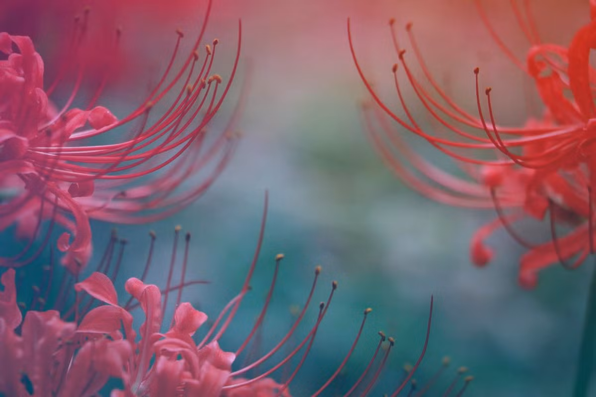 Ngoài ra, tùy từng nền văn hóa mà hoa bỉ ngạn lại mang một ý nghĩa khác nhau. Ở Nhật Bản là "hồi ức đau thương", ở Triều Tiên là "nhớ về nhau", ở Trung Quốc là "ưu mỹ thuần khiết". Ảnh: Wuhan University.