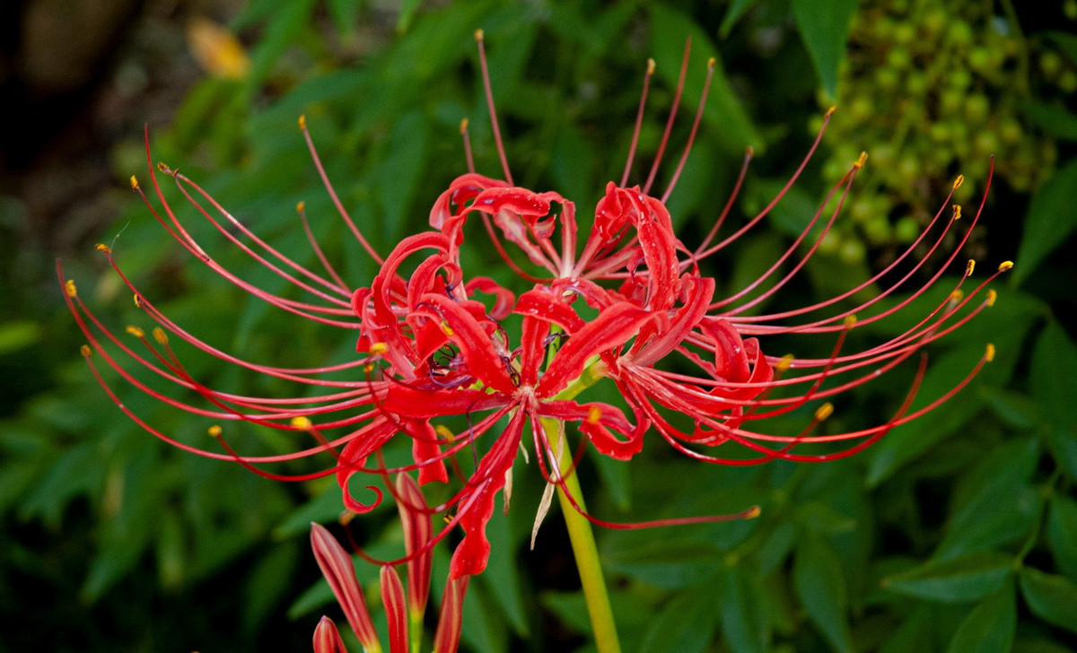 Đặc điểm nổi bật của chúng là có hoa tạo thành chùm sắp xếp lạ mắt, trên đài gồm một cụm hoa khoảng 5 đến 7 nụ, khi nở các nhị rất dài và mảnh xòe tròn ra mọi hướng. Ảnh: Southern Garden History Society.