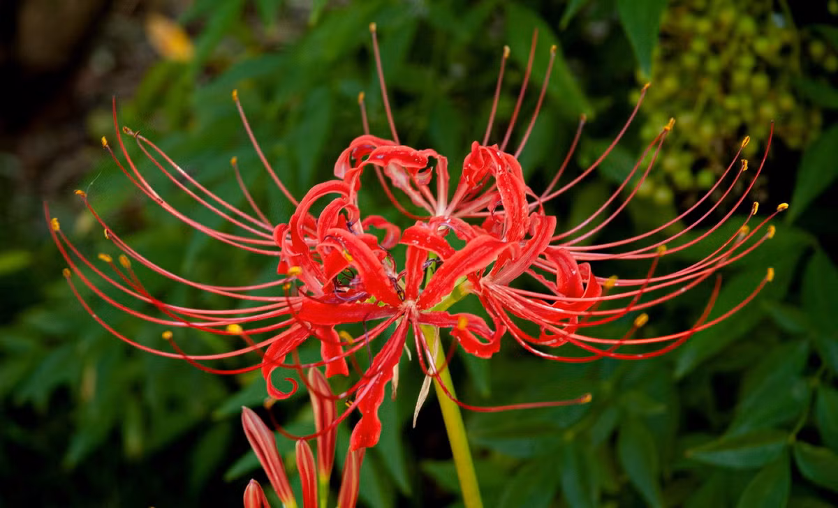 Đặc điểm nổi bật của chúng là có hoa tạo thành chùm sắp xếp lạ mắt, trên đài gồm một cụm hoa khoảng 5 đến 7 nụ, khi nở các nhị rất dài và mảnh xòe tròn ra mọi hướng. Ảnh: Southern Garden History Society.