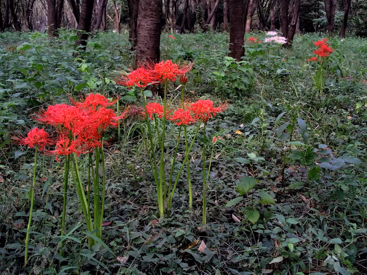 Được ghi nhận ở Trung Quốc, bán đảo Triều Tiên, Nhật Bản và Nepal, loài cây này có chiều cao khoảng 40-100 cm, là cây thân thảo lâu năm, thuộc họ Loa kèn đỏ (Amaryllidaceae), bộ Măng tây (Asparagales). Ảnh: Wikipedia.