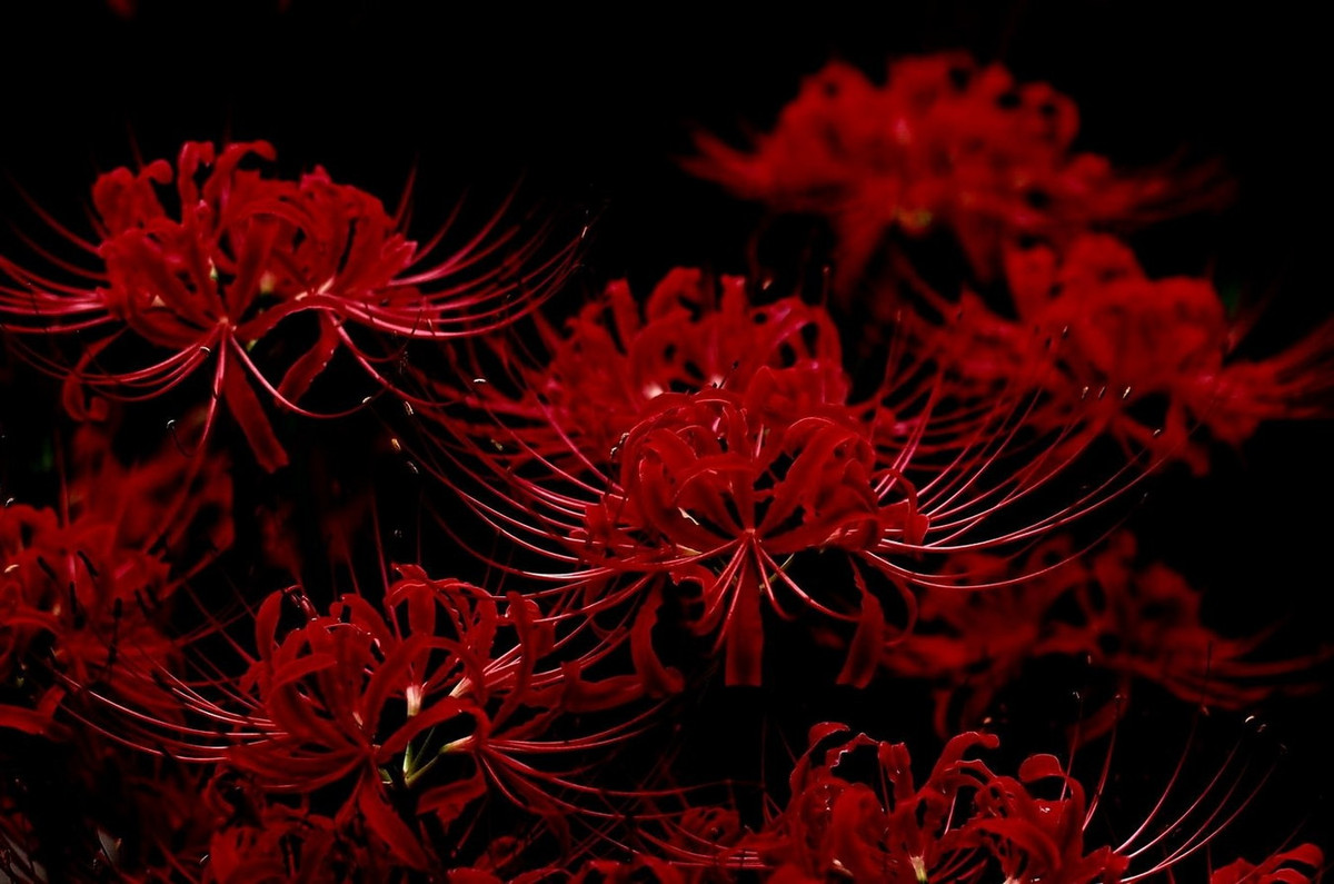 Là một loài thực vật bản địa của khu vực Đông Á, cây hoa bỉ ngạn (Lycoris radiata) được nhiều người biết đến nhờ dáng vẻ đặc biệt và những ý nghĩa ẩn chứa phía sau. Ảnh: Geekhack.