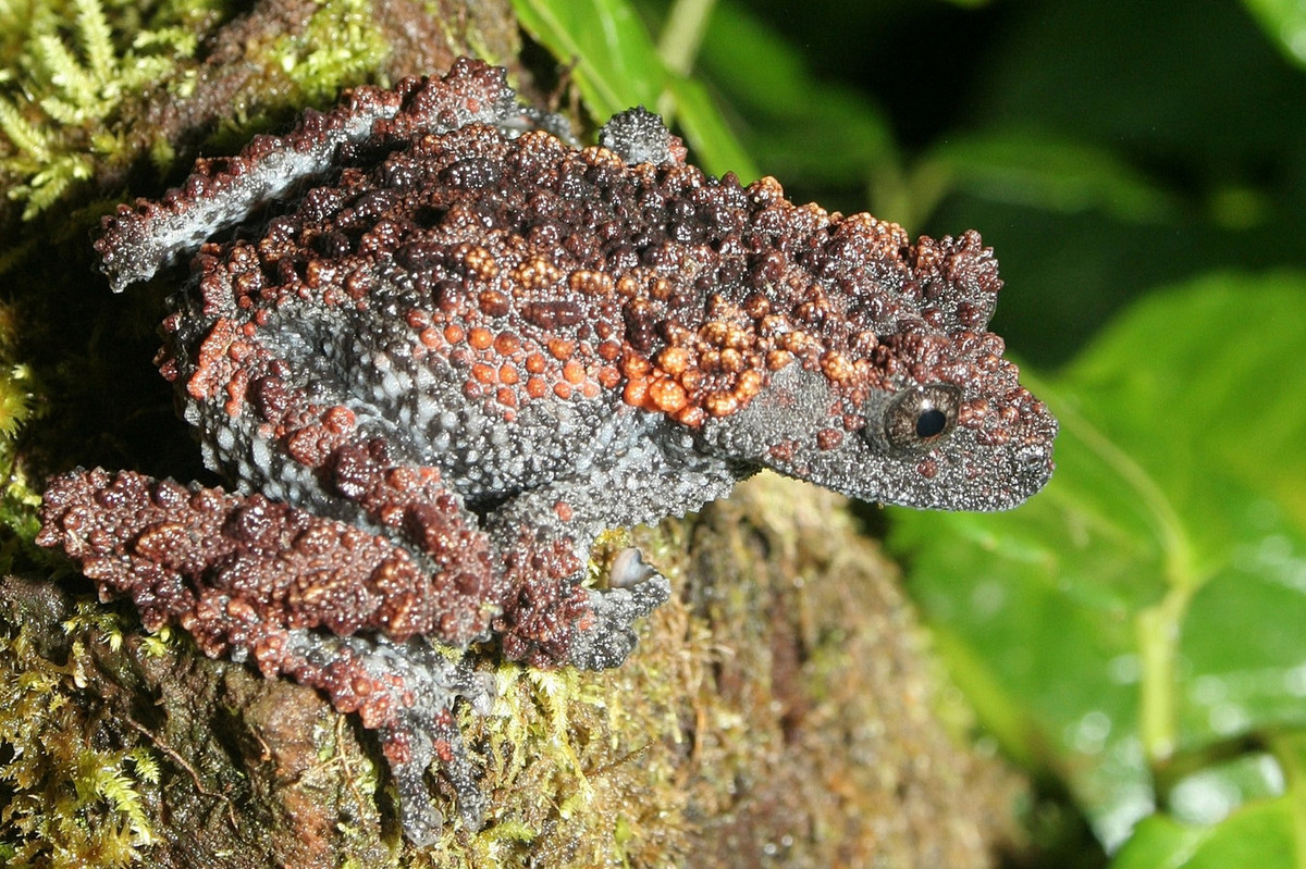 Ếch cây hủi (Theloderma gordoni). Khu vực phân bố: Miền Bắc đến miền Trung Việt Nam. Ảnh: iNaturalist.