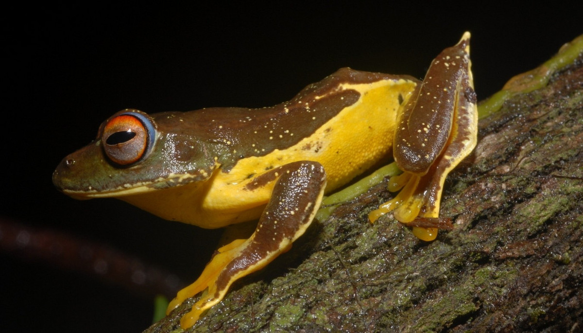 Ếch cây cựa (Rhacophorus calcaneus). Khu vực phân bố: Một số khu rừng thường xanh độ cao 1.300–2.000 ở Tây Nguyên, là loài đặc hữu Việt Nam. Ảnh: Nguyễn Thiên Tạo/Vast.gov.vn.