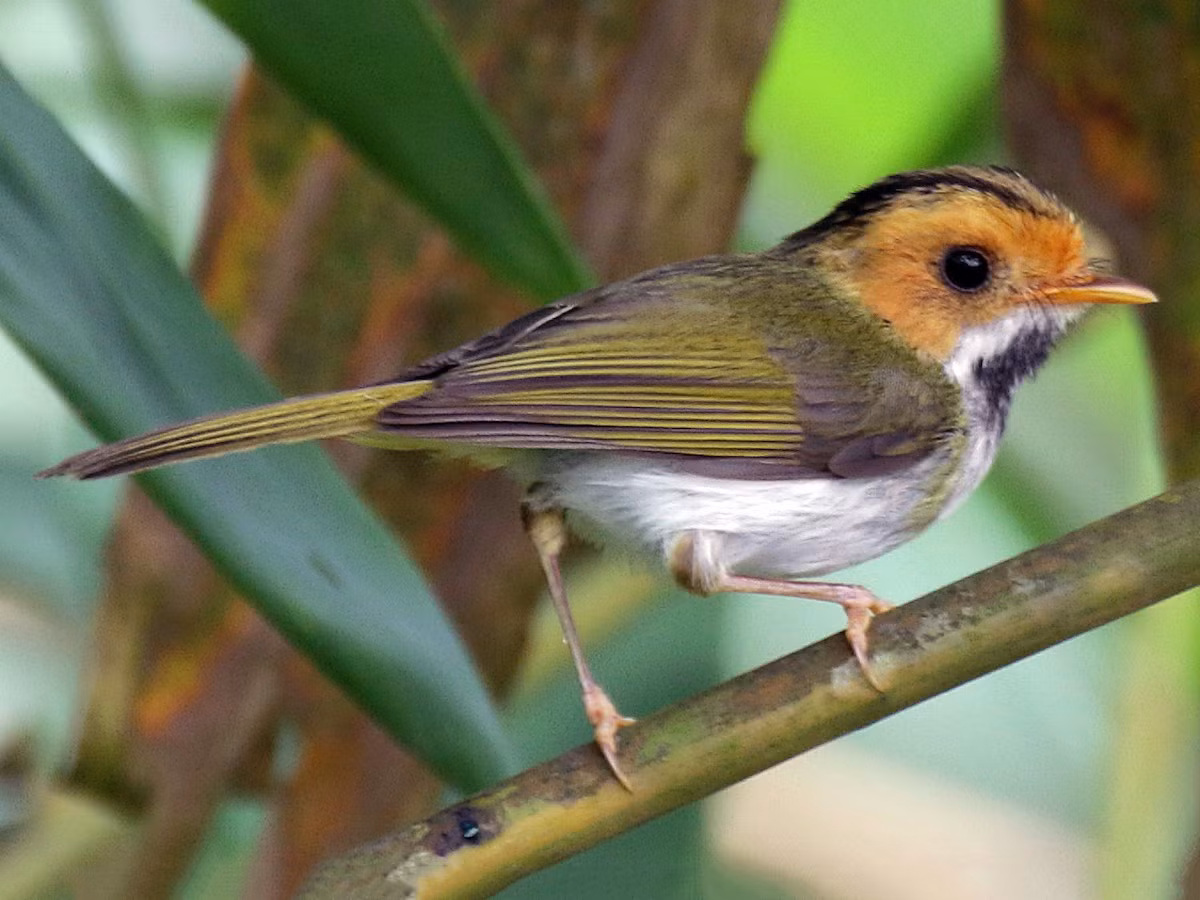 Chích đớp ruồi mặt hung (Abroscopus albogularis) dài 8-10 cm, là loài định cư, hiếm đến không phổ biến tại Tây Bắc, Đông Bắc, Bắc và Trung Trung Bộ. Chúng sống ở rừng lá rộng thường xanh, rừng tre nứa, rừng thứ sinh, độ cao 450-800 mét.