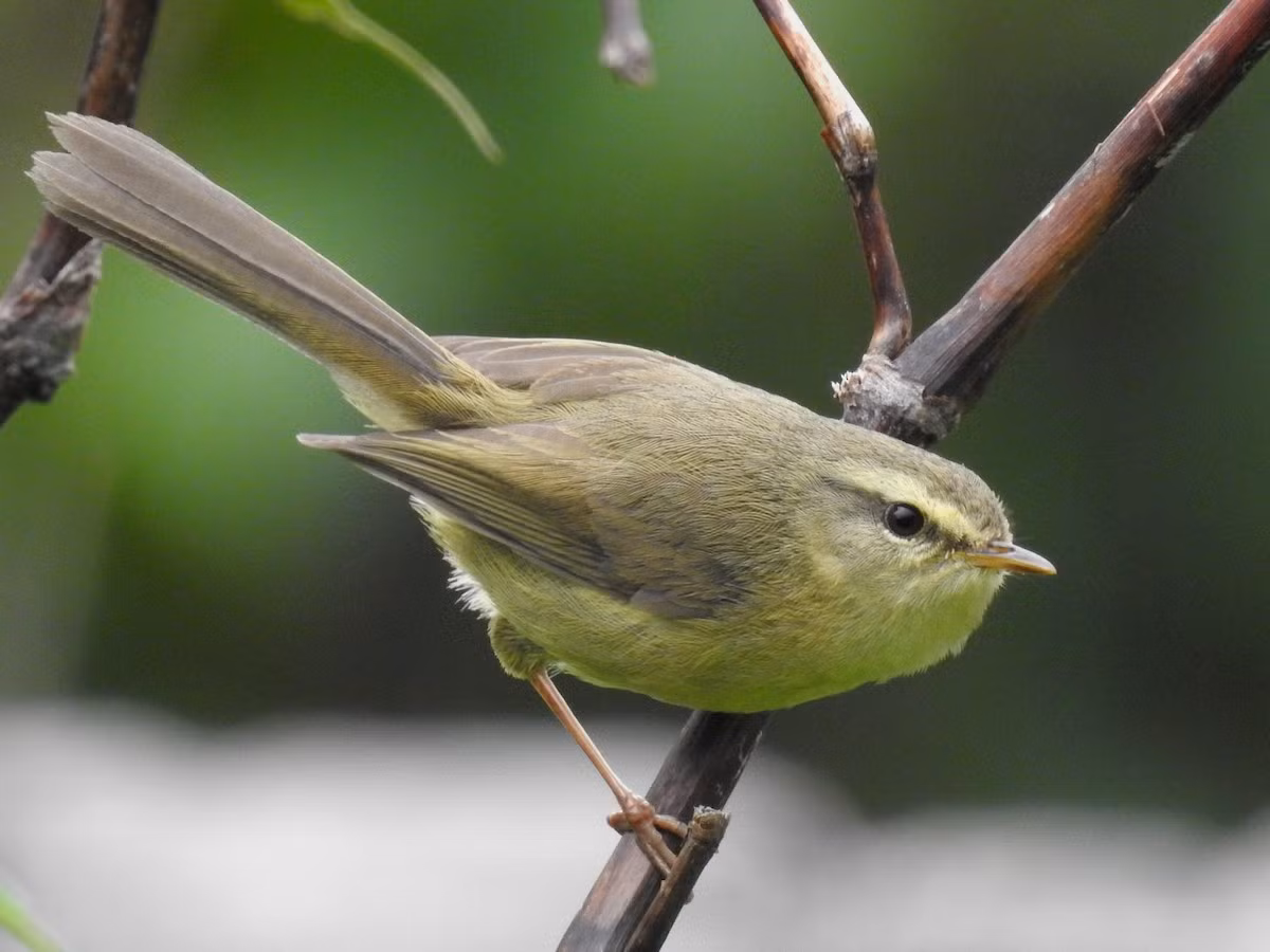 Chích Tây Bắc (Horornis flavolivaceus) dài 12-13 cm, là loài định cư không phổ biến tại Tây Bắc (dãy núi Hoàng Liên Sơn). Chúng sống ở cây bụi, trảng cỏ bìa rừng lá rộng thường xanh, rừng tre nứa nhỏ, độ cao 1.200-2.900 mét.