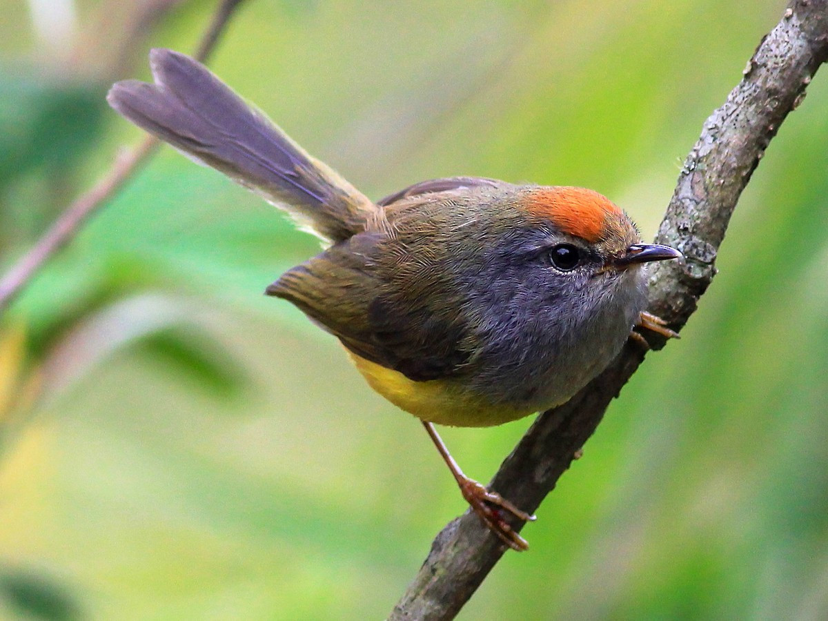 Chích đớp ruồi mỏ rộng (Tickellia hodgsoni) dài 9-10 cm, là loài định cư trú đông hiếm tại Tây Bắc. Sinh cảnh của chúng là rừng lá rộng thường xanh, rừng tre nứa nhỏ, độ cao 1.800-2.700 mét.