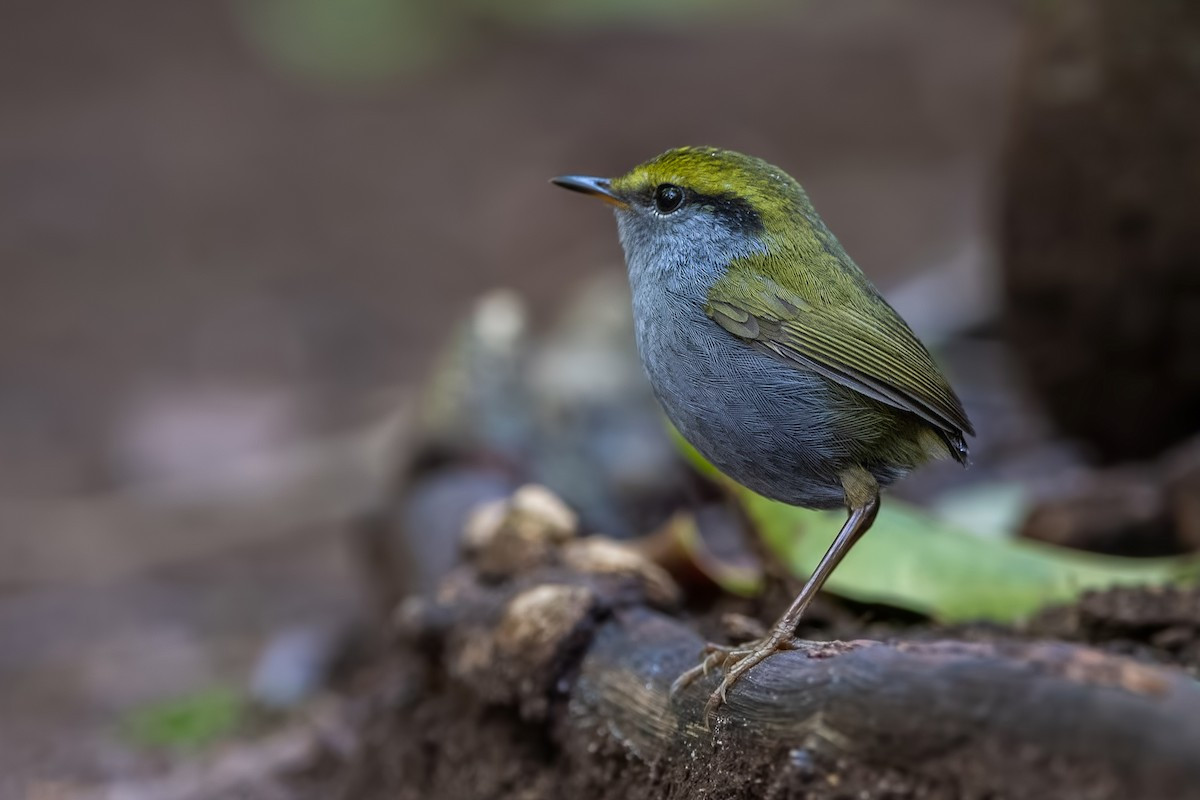 Chích đuôi cụt bụng xanh (Tesia cyaniventer) dài 8-10 cm, là loài định cư, tương đối phổ biến tại các vùng Tây Bắc, Trung và Nam Trung Bộ, hiếm tại Đông Bắc. Chúng luôn sống dưới đất trong các sinh cảnh rừng lá rộng thường xanh, chủ yếu gần các con suối, độ cao 1.000-2.600 mét.