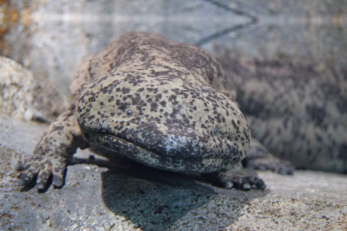 Can canh loai dong vat luong cu to nhat qua dat