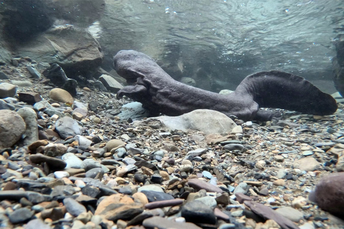 Trong tự nhiên, kỳ giông khổng lồ Trung Quốc sống trong các con suối vùng đồi núi đá hay hồ nước trong, nền nhiều sỏi đá và thảm thực vật, độ cao từ 100 tới 1.500 mét. Ảnh: CGTN.