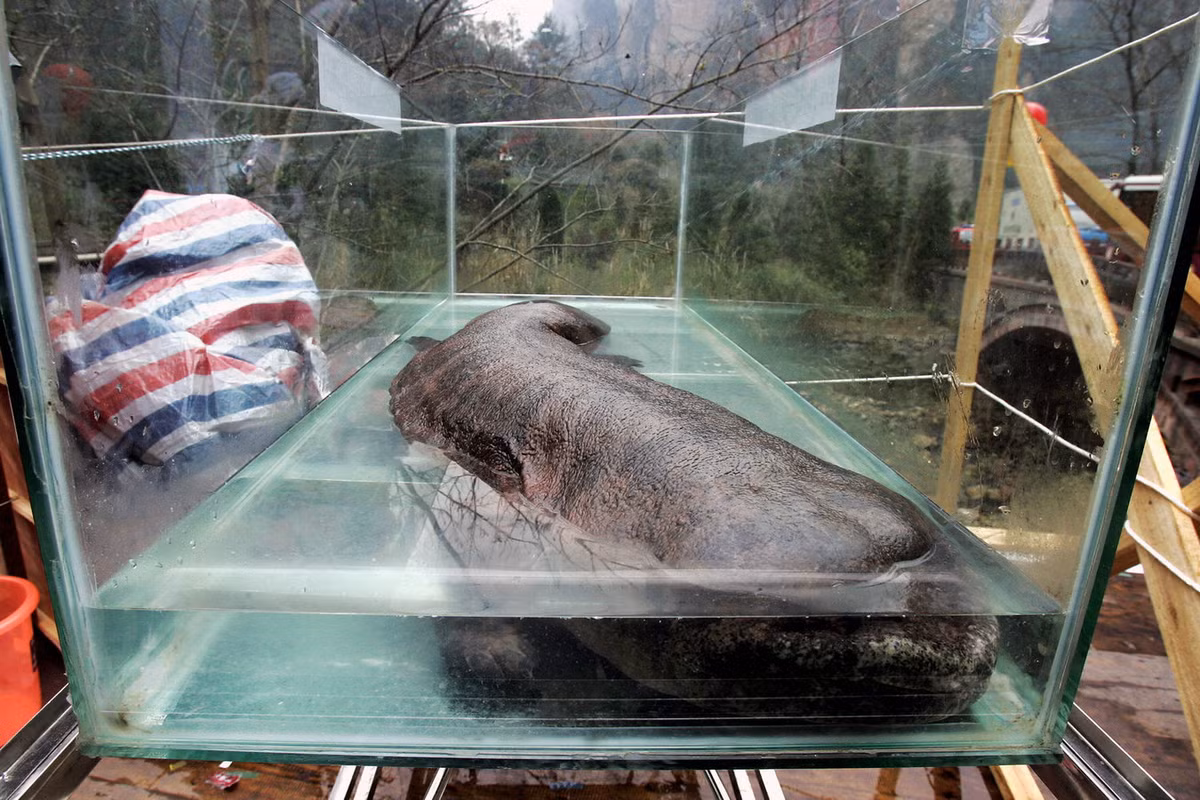 Trong Sách Đỏ của Liên minh Bảo tồn Thiên nhiên Quốc tế (IUCN), kỳ giông khổng lồ Trung Quốc được xếp vào diện loài Cực kỳ nguy cấp, có nguy cơ tuyệt chủng nếu không có biện pháp bảo tồn hiệu quả. Ảnh: The New York Times.