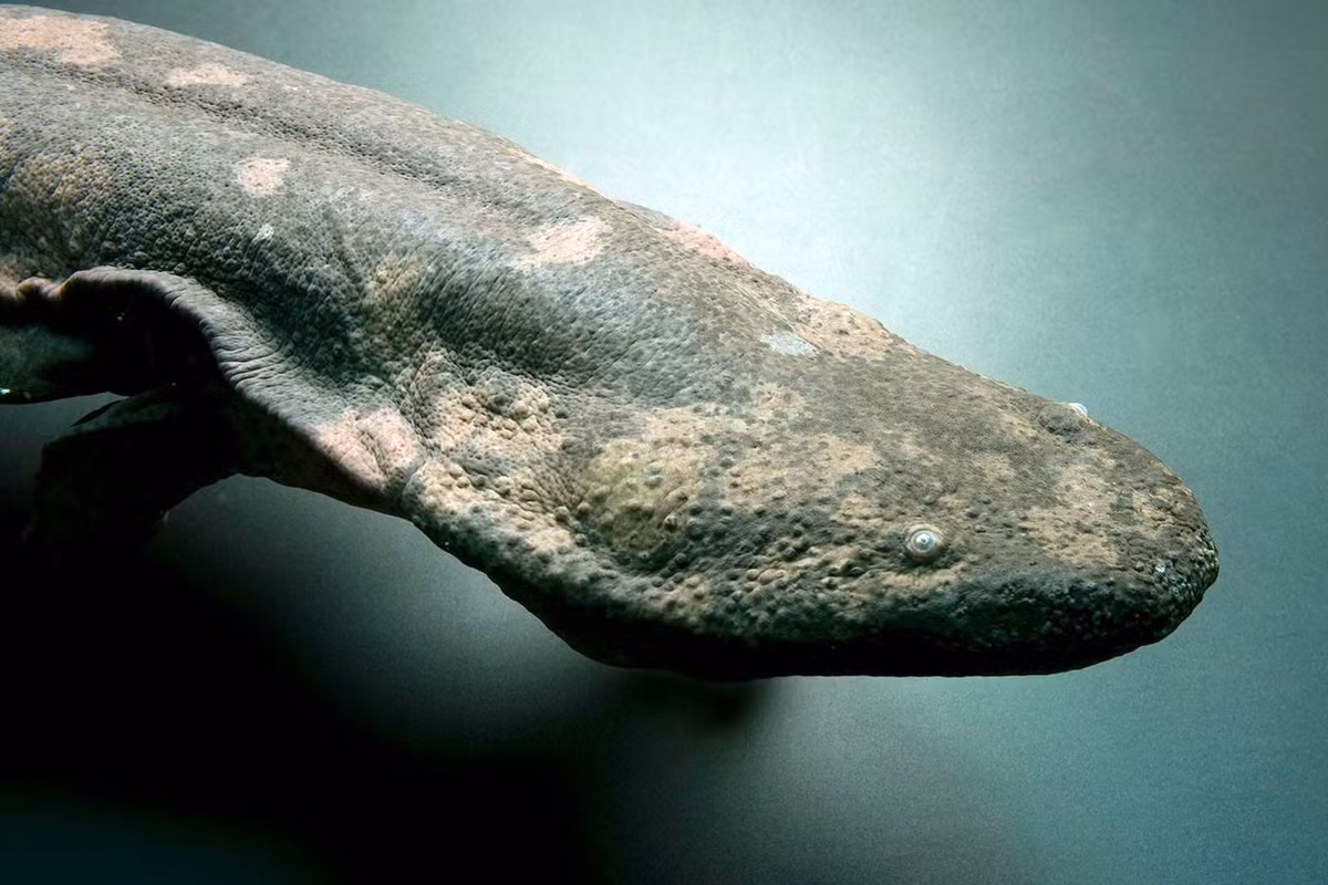 Loài lưỡng cư này có một cái đầu lớn và bẹt, mắt nhỏ, da đen và nhăn nheo. Có thị lực rất kém, chúng nhận biết môi trường chủ yếu nhờ các bướu cảm giác chạy theo mặt trên cơ thể, từ đầu đến đuôi. Ảnh: National Geographic.