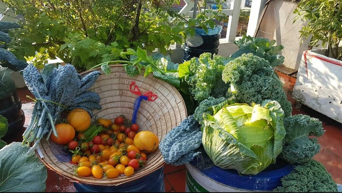 Nhom ban ru nhau lam vuon san thuong “chang thieu gi” o Quang Nam-Hinh-2