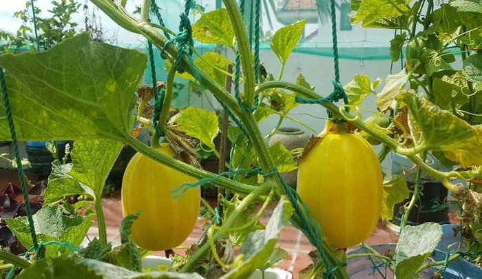 Nhom ban ru nhau lam vuon san thuong “chang thieu gi” o Quang Nam-Hinh-3