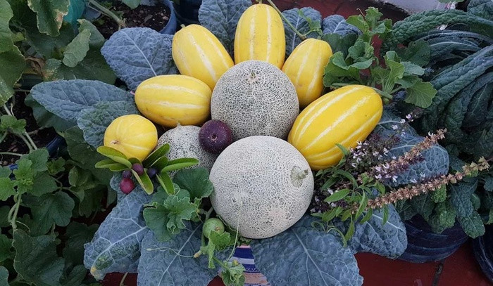 Nhom ban ru nhau lam vuon san thuong “chang thieu gi” o Quang Nam-Hinh-4