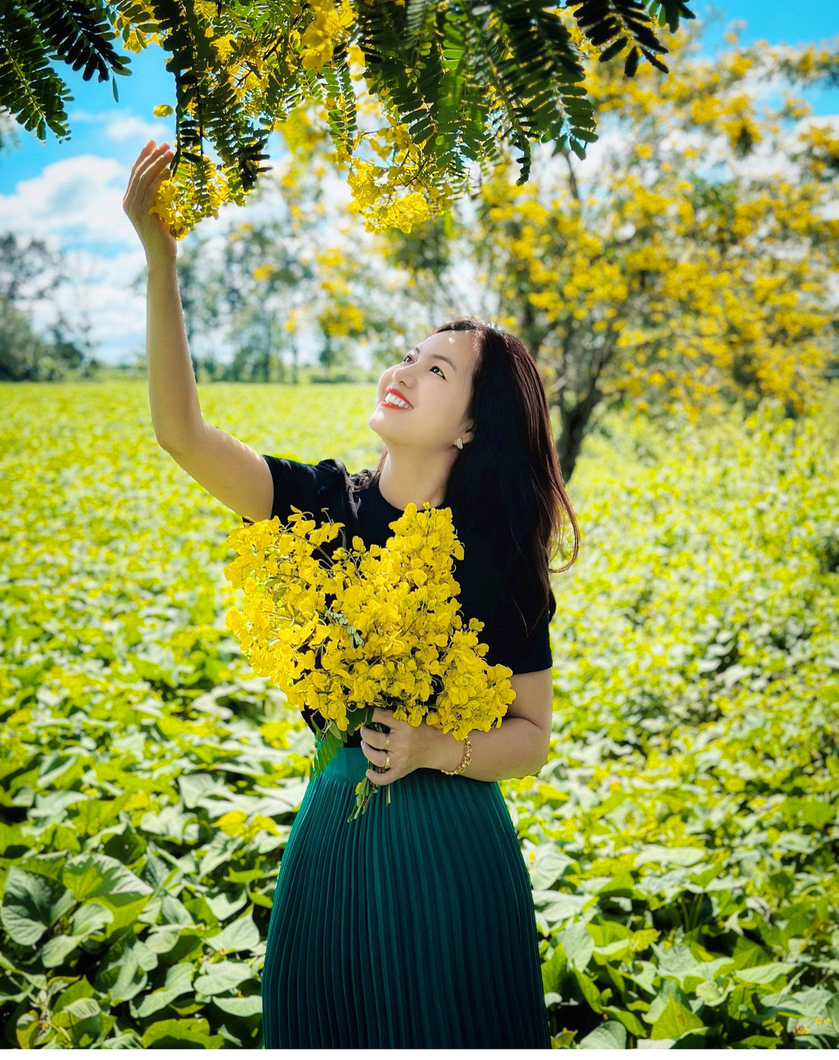 Ngam hoa muong vang tren doi che tram tuoi o Gia Lai-Hinh-5
