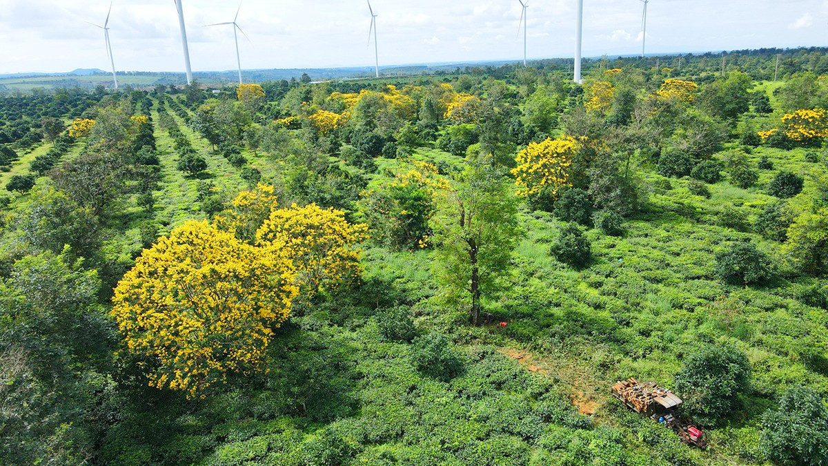 Ngam hoa muong vang tren doi che tram tuoi o Gia Lai