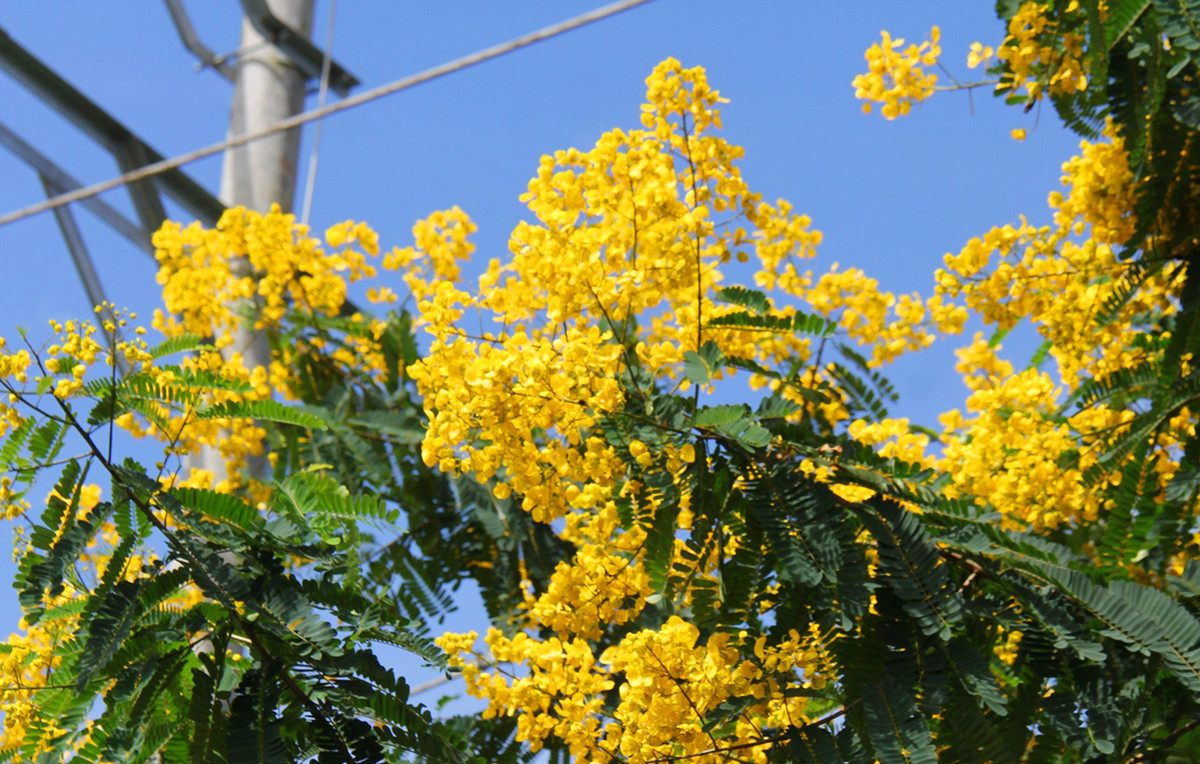 Ngam hoa muong vang tren doi che tram tuoi o Gia Lai-Hinh-4