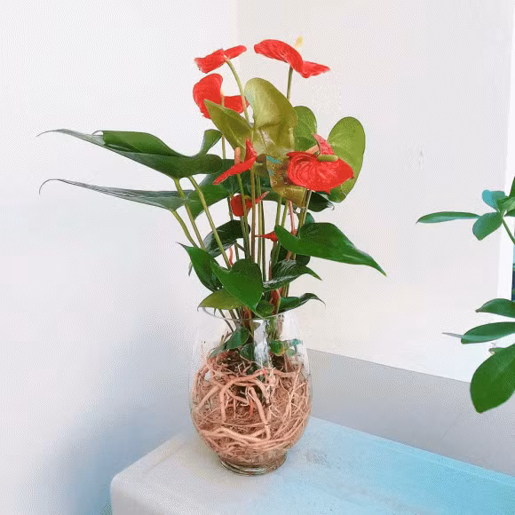 Dat 3 cay thuy sinh len ban tho Than Tai, tai loc un un keo den