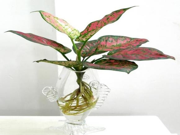 Dat 3 cay thuy sinh len ban tho Than Tai, tai loc un un keo den-Hinh-3