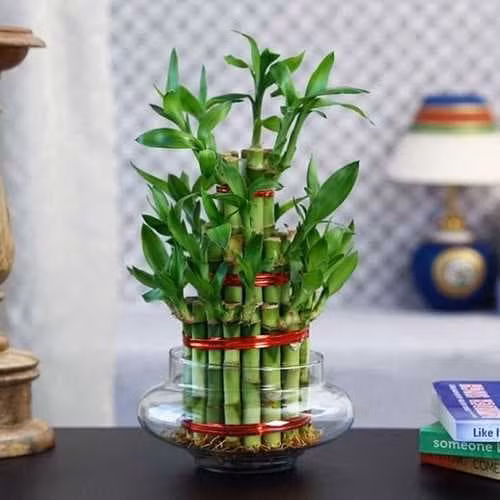 Dat 3 cay thuy sinh len ban tho Than Tai, tai loc un un keo den-Hinh-2