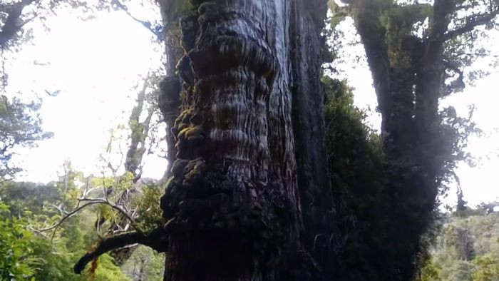 Sau đó, họ đã sử dụng mô hình dự đoán để tính tuổi đầy đủ của cây, ước tính80% của kết quả cho thấy cái cây sẽ hơn 5.000 năm tuổi