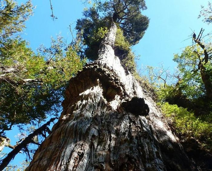 Cây bách này có tuổi thọ hơn 5.000 năm và đang trên đà "soán ngôi" cây Methuselah - một loài thông 4.850 năm tuổi ở Great Basin, California (Mỹ) - để trở thành cây cổ thụ lâu đời nhất hành tinh