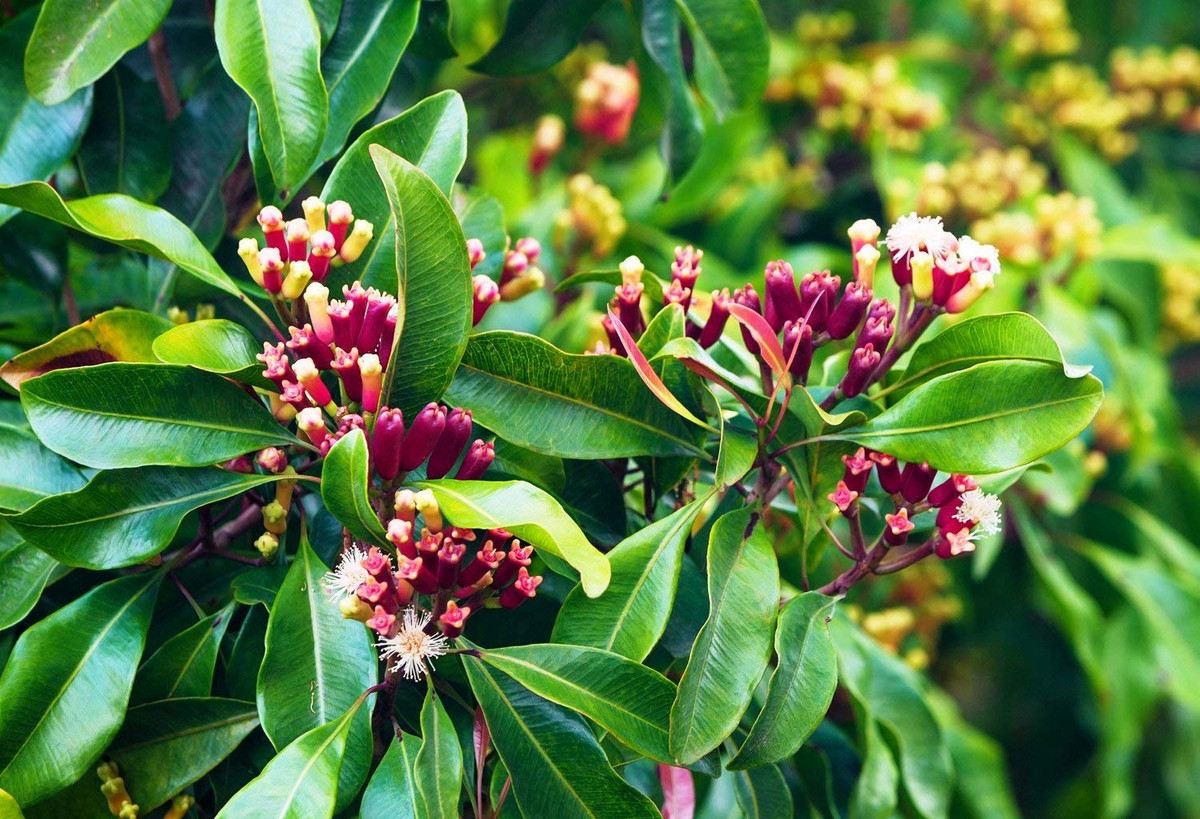 Đinh hương (Syzygium aromaticum) cao 12 mét, là thực vật bản địa của Indonesia và Philippines. Loài cây này có hoa màu kem - đỏ, tạo thành quả mọng màu tía chỉ có một hạt. Nụ hoa sấy khô được sử dụng làm gia vị. Ảnh: Creativefarmer.