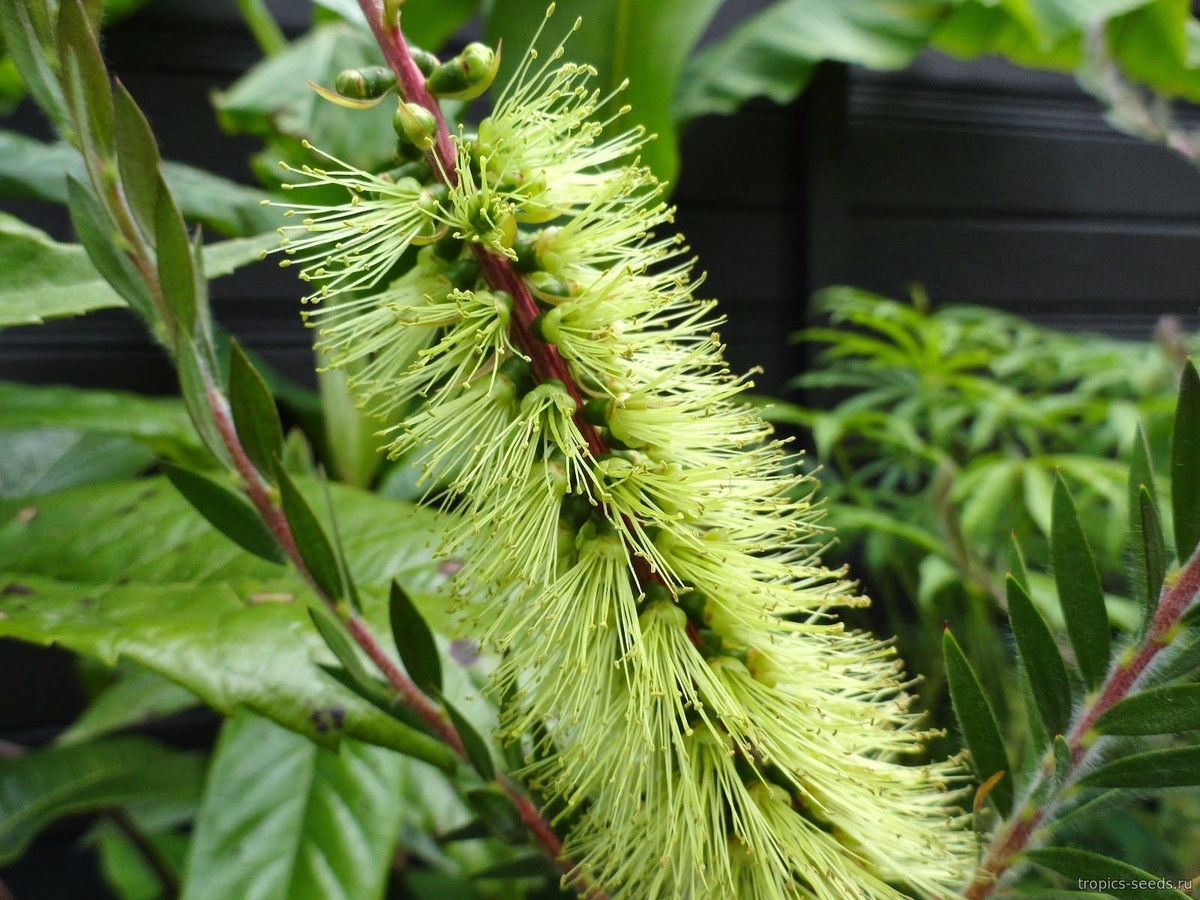 Tràm bông xanh (Callistemon viridiflorus) cao 3 mét, có nguồn gốc từ miền Nam Australia. Loài cây bụi bò lan có đầu lá nhọn sắc này có khả năng chịu được hạn cũng như sương giá và băng tuyết. Hoa của chúng thu hút nhiều loài chim và bướm. Ảnh: Семена экзотических растений.