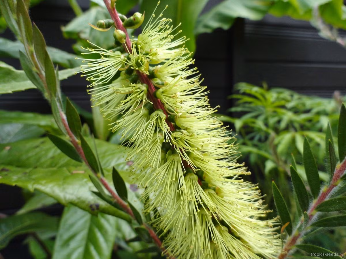 Tràm bông xanh (Callistemon viridiflorus) cao 3 mét, có nguồn gốc từ miền Nam Australia. Loài cây bụi bò lan có đầu lá nhọn sắc này có khả năng chịu được hạn cũng như sương giá và băng tuyết. Hoa của chúng thu hút nhiều loài chim và bướm. Ảnh: Семена экзотических растений.