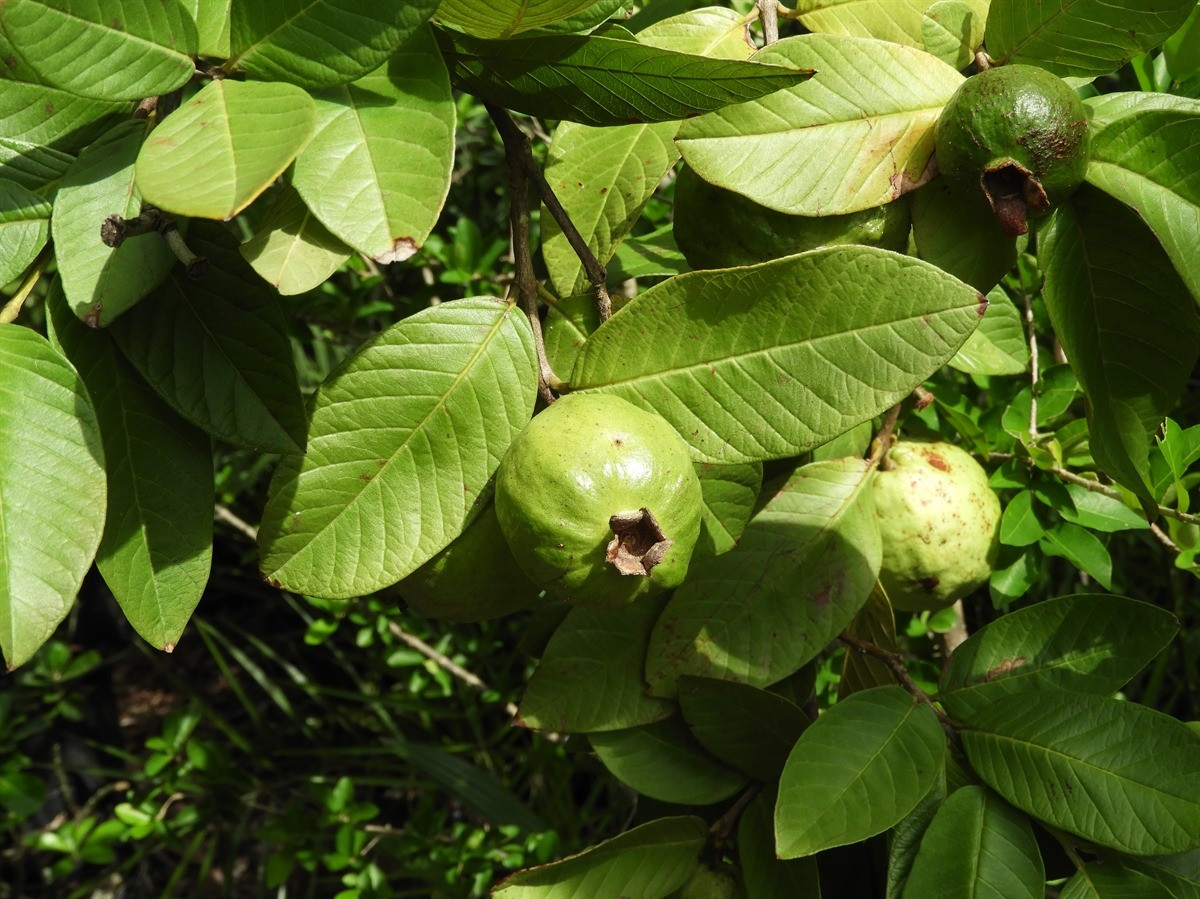 Ổi (Psidium guajava) cao 8 mét, có nguồn gốc từ miền Nam Mexico. Loài cây thân gỗ này có vỏ cây màu đồng, dễ bong tróc. Quả của chúng có hương vị thơm ngọt khi chín, chứa nhiều hạt cứng, đã được thương mại hóa rộng rãi ở các vùng nhiệt đới. Ảnh: Leon Levy Native Plant Preserve.