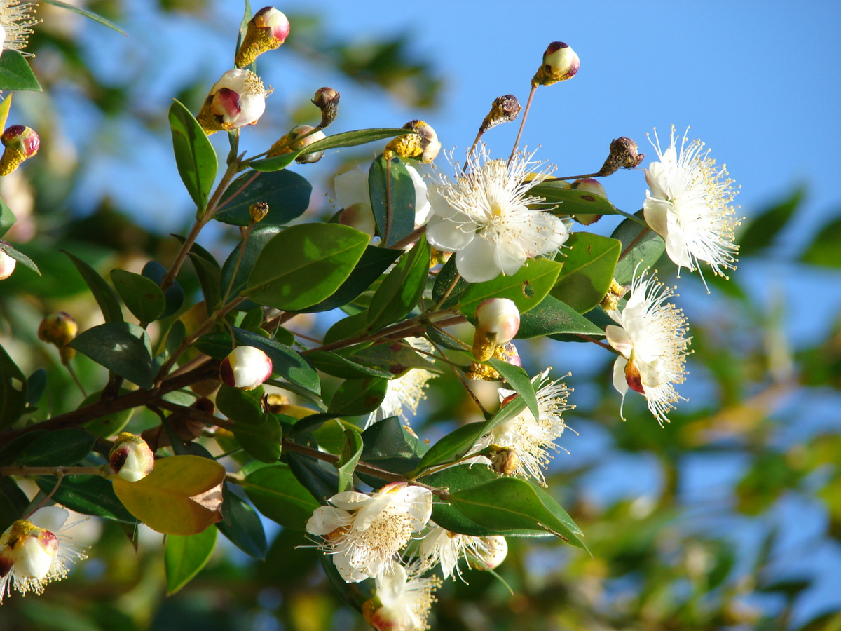 Sim trắng Địa Trung Hải (Myrtus communis) cao 5 mét, là thực vật bản địa khu vực quanh Địa Trung Hải. Loài cây này có hoa thơm và tạo thành quả mọng màu đen xanh. Lá thơm của chúng được dùng để chiết xuất tinh dầu. Ảnh: Wikipedia.